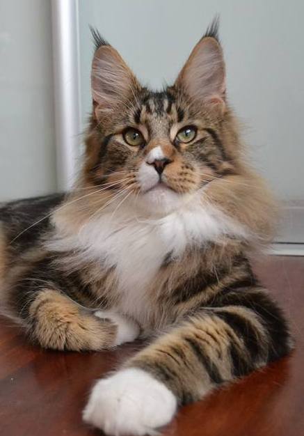 Imagine Glamour*CZ | Maine coon